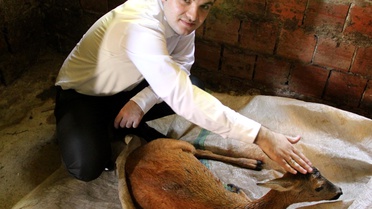 Yaralı Karacaya Kaymakam Sahip Çıktı