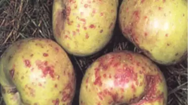 San-Jose Kabuklu Biti İle Mücadelede Uygulanacak Yöntemler Belirlendi