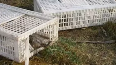 Biga'da Doğaya 300 Sülün Bırakıldı