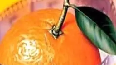 Azerbaycan Altın Portakal Konuğu