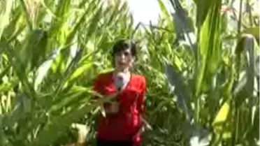 Silajlık Mısır Eken Çiftçinin Yüzü Güldü