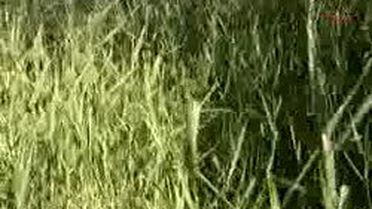 Akşehir Gölü'nde Kuş Ölümlerinin Nedeni Metan Gazıarşiv