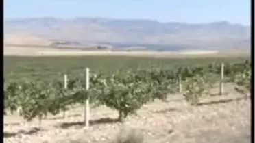 Logosuzkayra ile Şarabın Doğduğu Topraklarda Bağ Bozumu Heyecanı