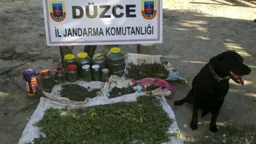 Evin Çatısında 10 Kilo Esrar