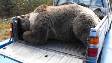 Sarıkamış'ta Çöplüğe İnen Ayı Öldürüldü