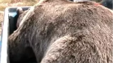 Sarıkamış'ta Çöplüğe İnen Ayı Öldürüldü