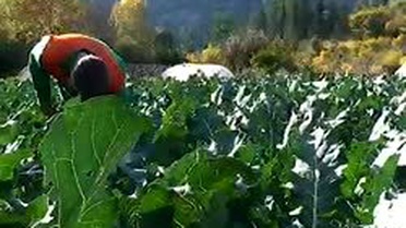 Kansere Karşı 'Süper Brokoli'