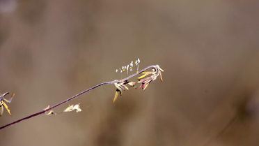 3 Bin Yılda Bir Açan Udumbara Çiçeği Elazığ'da Görüntülendi