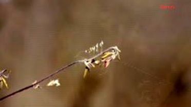 3 Bin Yılda Bir Açan 'Udumbara Çiçeği' Elazığ'da Görüntülendi