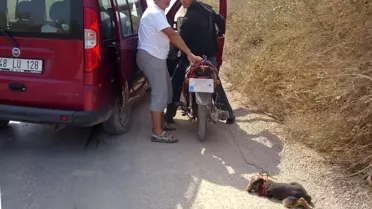 Yavru Köpeğe Akılalmaz İşkence
