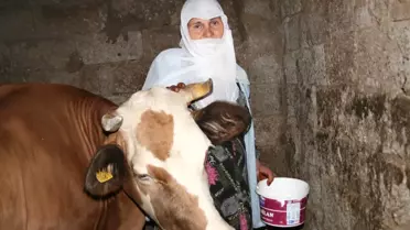 Bir İneğin Sütü ile Geçiniyorlar