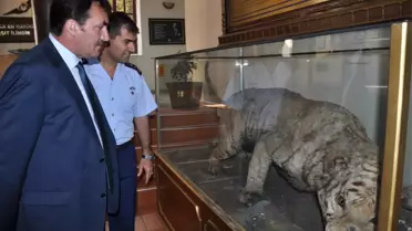 Enver Paşa'nın Avladığı Anadolu Kaplanı, Işıklar Askeri Lisesi'nde Sergileniyor