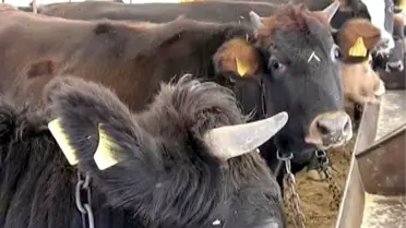 Kurbanlıklara Gebelik Testi