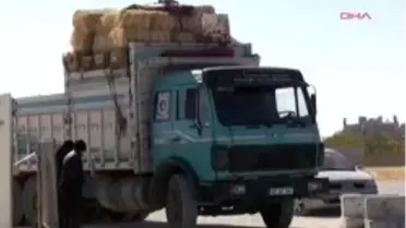 Kurbanlıklara Gebelik Testi