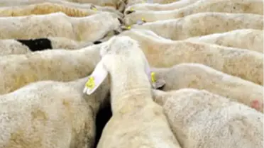 Kurban Keserken Bunlara Dikkat!