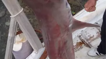 Üç Günde Oltayla Üç Yavru Köpek Balığı Yakaladı