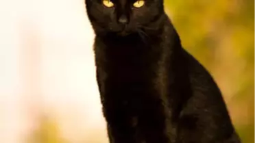 Kulağa Batıl İnanç Gibi Gelebilir Ama..