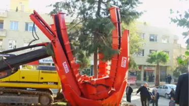 Sökülen Ağaçlar Yeni Park Alanına Ekildi