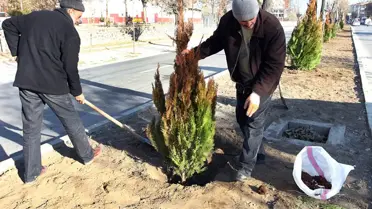 Başkan Selmanoğlu Ağaçlandırma Çalışmaları Sürüyor
