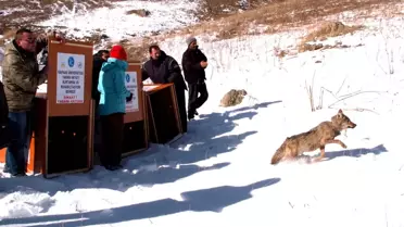 Rehabilite Edilip Doğaya Bırakılan Üç Kurt İzleniyor