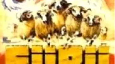 Sürü Filmi