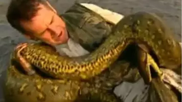 Anakonda İle Oynanır Mı?