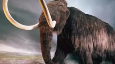 Japon ve Rus Bilimadamları Mamut Klonlayacak
