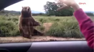 Hayvanlardan İki Sevimli Görüntü