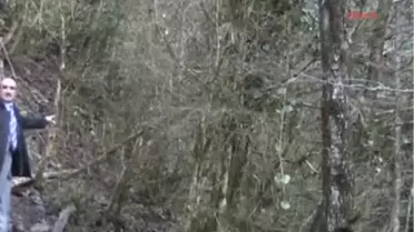 Senoz Vadisi'nde Yüzlerce Yıllık Şimşir Ağaçlarının Kesilmesine Tepki