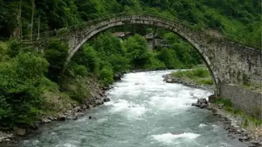 Senoz Vadisi'nde Yüzlerce Yıllık Şimşir Ağaçlarının Kesilmesine Tepki