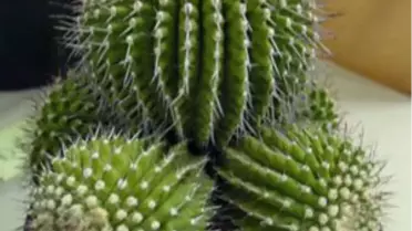 Kaktüs Radyasyondan Koruyor Mu?

