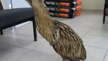 Balaban Açlıktan Ölmek Üzereyken Bulundu