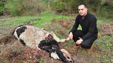 Hayvanları Aç Bırakarak Ölüme Terk Ediyorlar İddiası