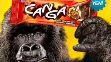 Dev Goril İlk Kez Türkiye'de