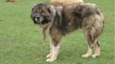 Iğdır'da Çoban Köpeklerinin Nesli Koruma Altına Alınıyor