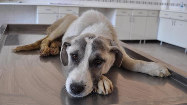 Köpeği Dövüp 4 Metrelik Çukura Atmışlar