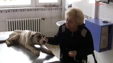 Köpeği Dövüp 4 Metrelik Çukura Atmışlar