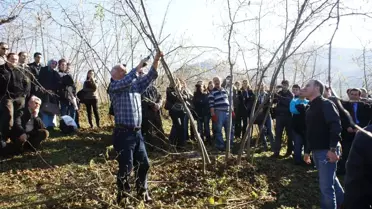 Ordu'da Fındık Budama Eğitimi