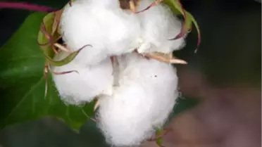 Pamuğun Sorunları Masaya Yatırılacak