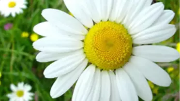 Tarsus'ta 'çiçekçilik Bölgesi' Kurulacak