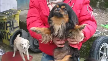 Sokakta Bulduğu Evcil Köpeğin Sahibini Arıyor