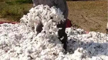 Beltwide Pamuk Konferansları Verimli Üretime Yönelik Fikirler Sunuyor