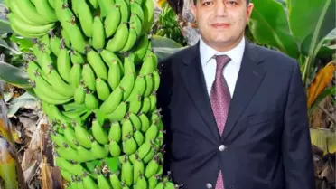 Alanyalı Tüccarın Muzu Sofraların Vazgeçilmezi Oldu