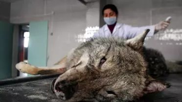 Sarıkamış'ta Bir Kurt Vurularak Öldürüldü