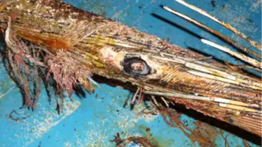 Gökçeada Süresiz Karanlıkta Kalabilir