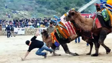 Sahipleri Azgın Develeri Ayırmakta Güçlük Çekti