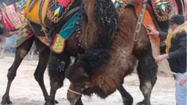 Hızlarını Alamayan Develer Seyircilerin Arasına Daldı