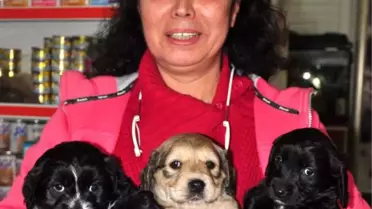 Üç Yavru Köpeğe Yuva Aranıyor