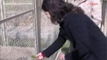 Maymun Shakira'ya Sevgili Geldi