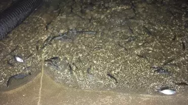 Malabadi Göleti'ne 1 Milyon Yavru Alabalık Bırakıldı